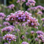 Eisenkraut 'Bonariensis' - 3 Stück - LumiBlumi