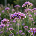 Eisenkraut 'Bonariensis' - 3 Stück - LumiBlumi