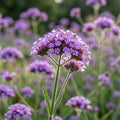 Verbena 'Lollipop Bonariensis' - 10 Stück - LumiBlumi