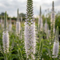 Ehrenpreis 'Antarctica Longifolia' - 10 Stück - LumiBlumi