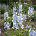 Ehrenpreis 'Gentianoides Blue Bitter Sweet' - 5 Stück - LumiBlumi