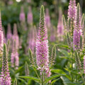 Veronica 'Pink Damask Longifolia' - Ehrenpreis - LumiBlumi