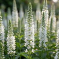Veronica 'Icicle Spicata' - Ehrenpreis - LumiBlumi