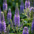 Veronica 'Nana Blauteppich Spicata' - Ehrenpreis - LumiBlumi