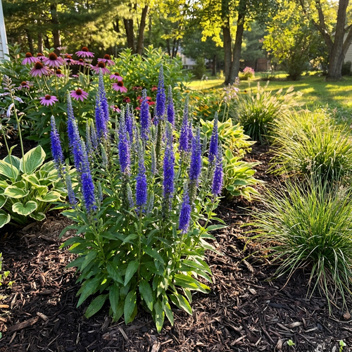 Veronica Spicata 'Ulster Dwarf Blue' - 4 Stück