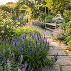 Veronica Spicata 'Ulster Dwarf Blue' - 4 Stück