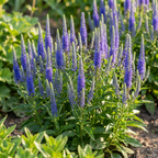 Veronica Spicata 'Ulster Dwarf Blue' - 4 Stück