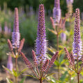 Veronicastrum 'Red Arrows Sibiricum' - Kandelaber-Ehrenpreis - LumiBlumi