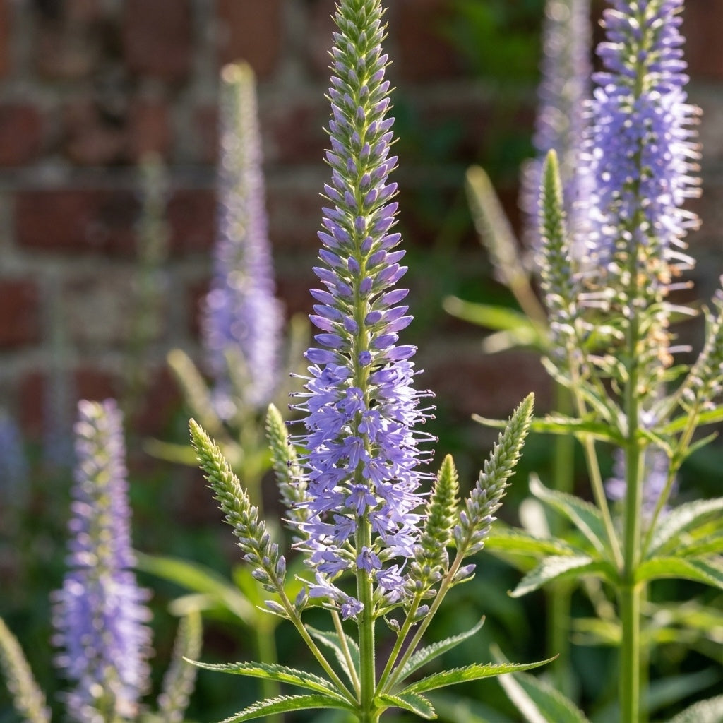 Veronicastrum 'Apollo Sibiricum' - Kandelaber-Ehrenpreis - LumiBlumi