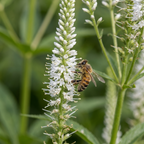 Veronicastrum 'Diana Virginicum' - Kandelaber-Ehrenpreis - LumiBlumi