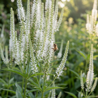 Veronicastrum 'Diana Virginicum' - Kandelaber-Ehrenpreis - LumiBlumi