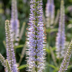 Veronicastrum 'Lavendelturm Virginicum' - Kandelaber-Ehrenpreis - LumiBlumi
