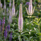 Veronicastrum 'Lavendelturm Virginicum' - Kandelaber-Ehrenpreis - LumiBlumi