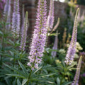 Veronicastrum 'Lavendelturm Virginicum' - Kandelaber-Ehrenpreis - LumiBlumi