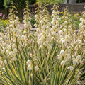 Yucca 'Bright Edge Filamentosa' - Yucca - LumiBlumi