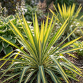 Yucca 'Color Guard Filamentosa' - 1 Stück - LumiBlumi