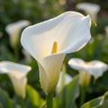 Zantedeschia 'Zantedeschia Aethiopica Weiss' - Calla - LumiBlumi