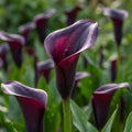 Zantedeschia 'Black Tango' - Zimmercalla, Calla - LumiBlumi