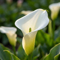 Zimmercalla 'Crystal Blush' - 5 Stück - LumiBlumi