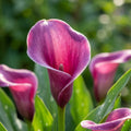 Zantedeschia 'Grape Velvet' - Zimmercalla, Calla - LumiBlumi