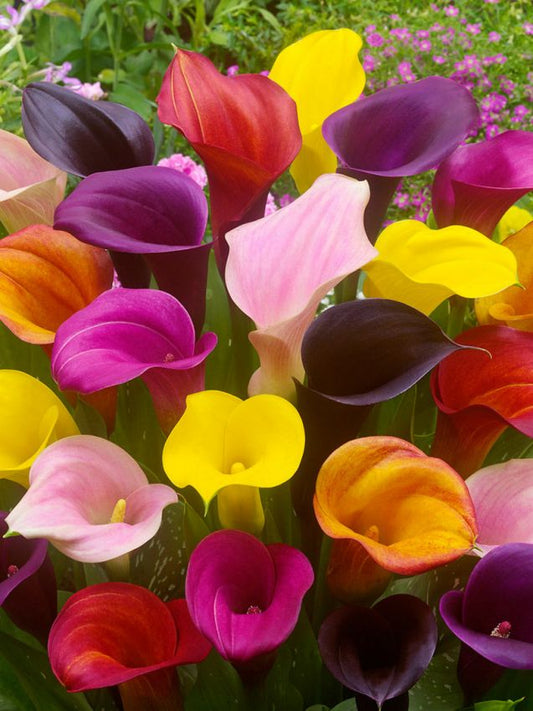 Calla Zantedeschia mischung