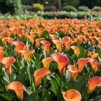 Zantedeschia 'Morning Sun' - Zimmercalla, Calla - LumiBlumi