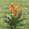 Zantedeschia 'Morning Sun' - Zimmercalla, Calla - LumiBlumi