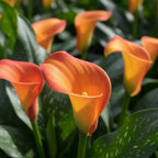 Zantedeschia 'Morning Sun' - Zimmercalla, Calla - LumiBlumi