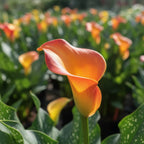 Zantedeschia 'Morning Sun' - Zimmercalla, Calla - LumiBlumi