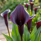 Calla 'Odessa' - 10 Stück - LumiBlumi