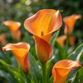 Calla 'Orange Beauty' - 3 Stück