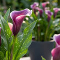 Zantedeschia 'Purple Beat' - Zimmercalla, Calla - LumiBlumi