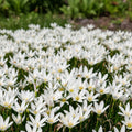 Zephyranthes 'Candida' - 30 Stück